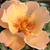 Oranžna - Vrtnice Floribunda - Persian Sun